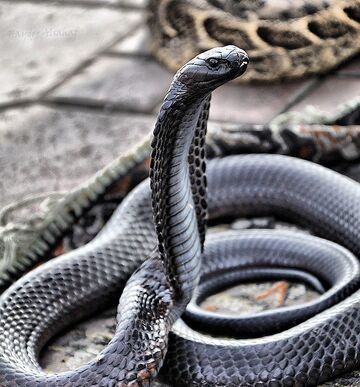 Indian cobra - Wikipedia