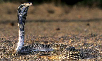 Real Life (Egyptian Cobra)