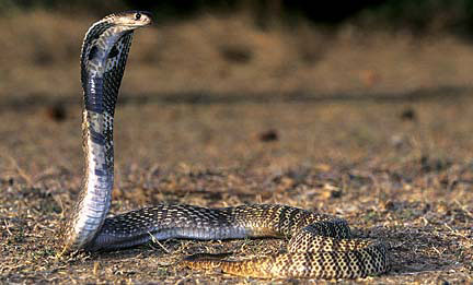Egyptian cobra - Wikipedia