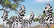 The-Golden-Zebra (442)