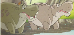 Male Hippos