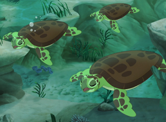 Sea Turtles-p