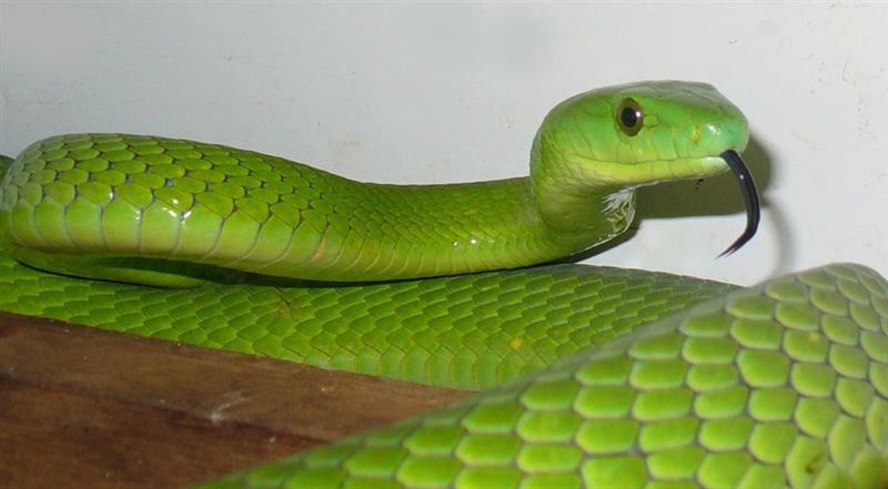 Snake - Wikipedia