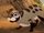 Civets