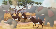With Bupu's herd