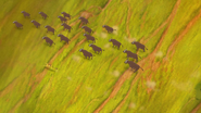 An aerial view of the buffaloes