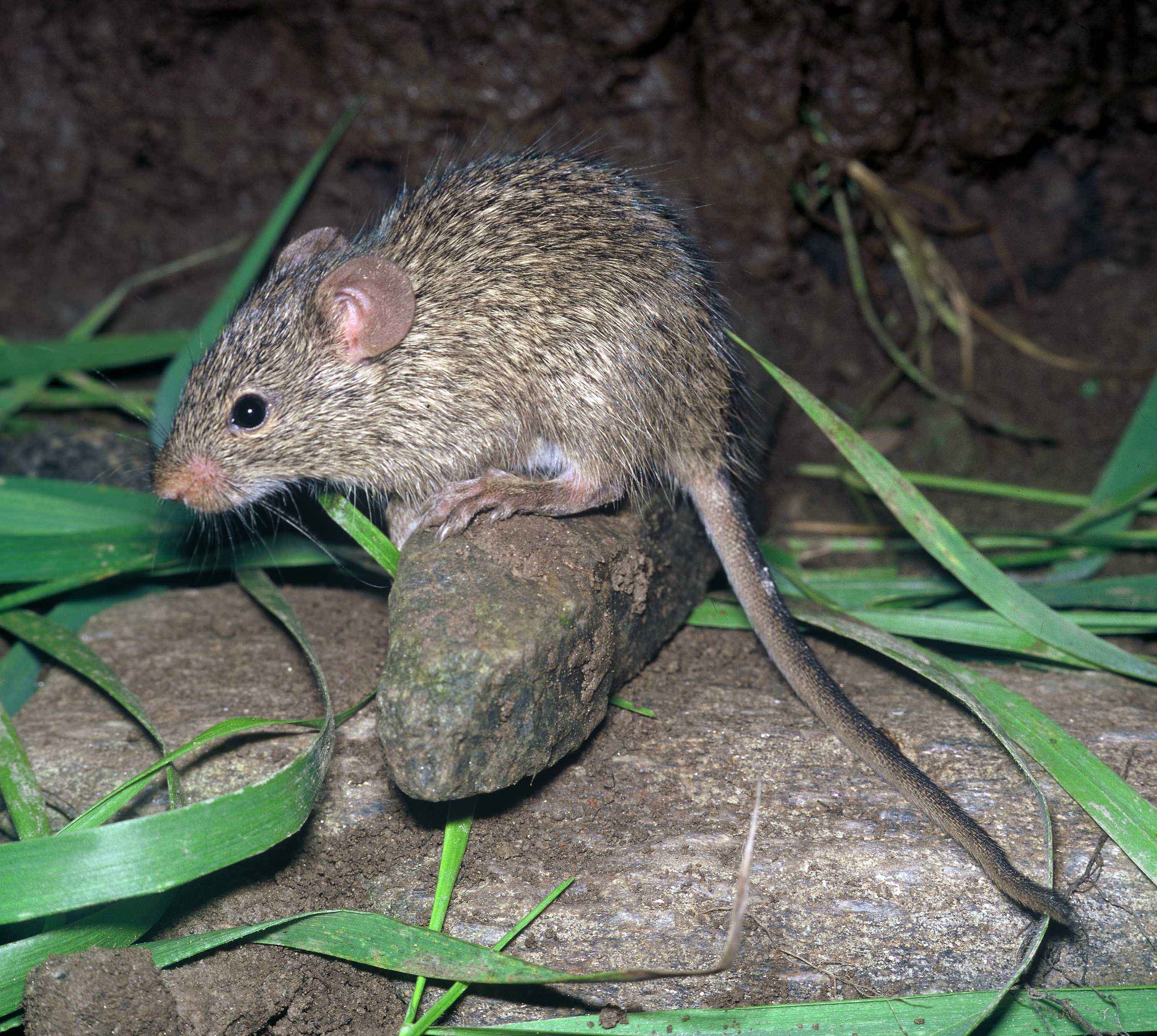 Зверек похожий на крысу. Arvicanthis niloticus. Мышь иглистая. Малоазиатская иглистая мышь. Иглистая крыса.