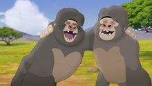 The-lost-gorillas (116)