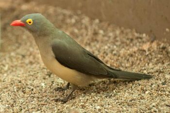 Real Life (Red-billed oxpecker)