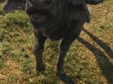Mobo