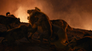 Lionking2019-animationscreencaps.com-11653