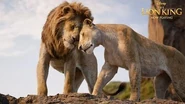 An official TV spot for The Lion King