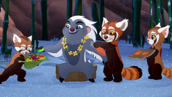 Bunga is hailed as "Songoson Khün" by a pack of red pandas.