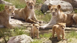 Simba and his best friend, Nala, embark on a play date.