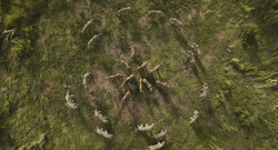 Mufasa-animationscreencaps.com-5582