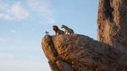 Lionking2019-animationscreencaps.com-12743