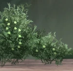 Asparagus fern
