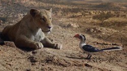 Lionking2019-animationscreencaps.com-7142