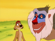 RITJ Timon & Rafiki4