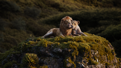 Simba and Nala spend a romantic evening in the jungle.