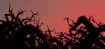 Thorn bush
