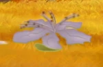 Baobab blossom