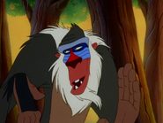 RA Rafiki13