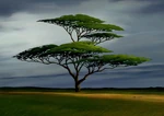 Acacia trees