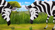 FTH Zebras1