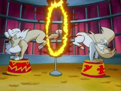 Heimlich performs alongside Schnitzel.