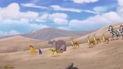 The Lion Guard leads the gazelles and zebras on a migration to Mbali Fields.