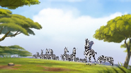 Bunga astride the lead zebra