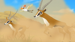 Ono calms a herd of stampeding gazelles.