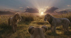 Mufasa-animationscreencaps.com-5053