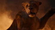 Lionking2019-animationscreencaps.com-11949