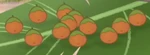 Kumquats