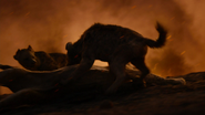 Lionking2019-animationscreencaps.com-11933