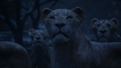 Lionking2019-animationscreencaps