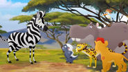 The Lion Guard questions a zebra