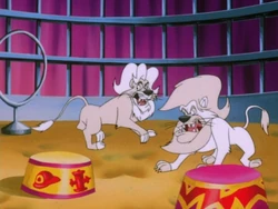 Heimlich and Schnitzel's aggression scares Pumbaa.