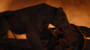 Lionking2019-animationscreencaps.com-11756