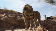 Lionking2019-animationscreencaps.com-4818