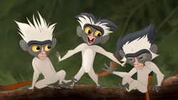 Furaha annoys his troop.