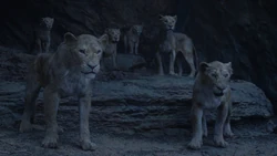 The pride supports Simba's right to rule the Pride Lands.