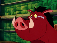 HEFY Pumbaa62