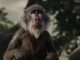 Rafiki (reboot)