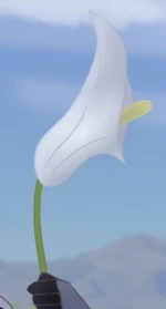 Calla lily
