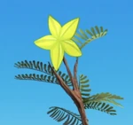 Starfruit