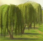 Weeping willows