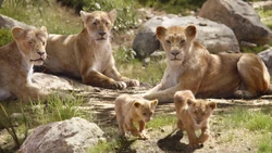 Lionking2019-animationscreencaps.com-2114